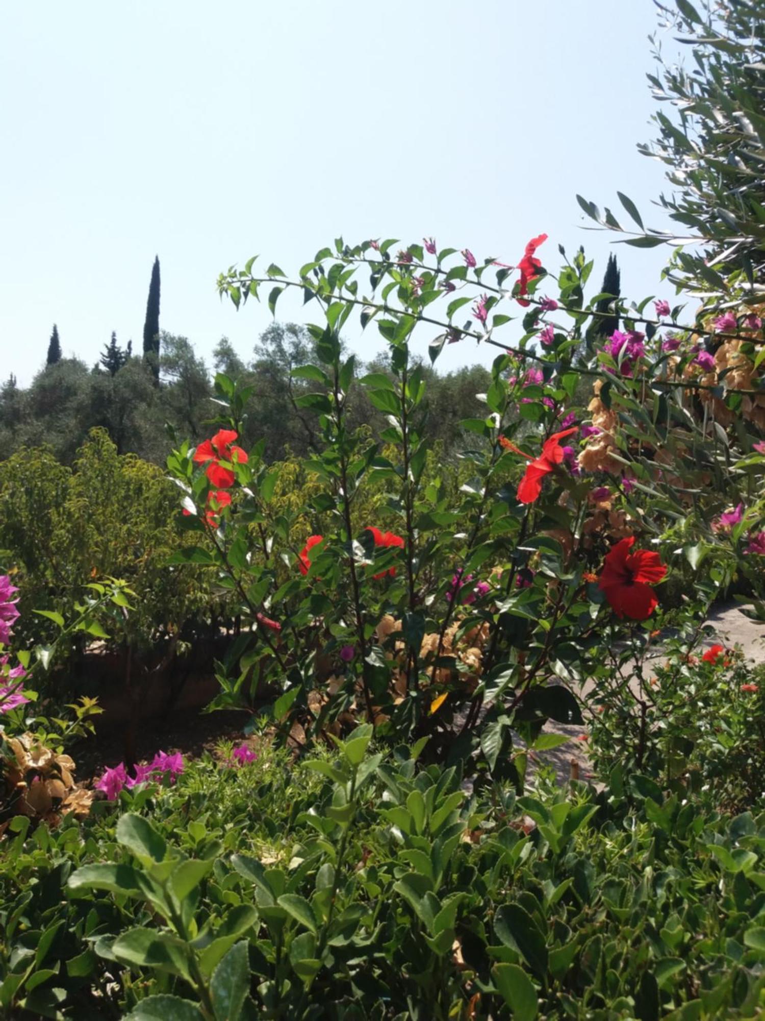 Apostolos & Eleni Family Apartments Perama  Dış mekan fotoğraf